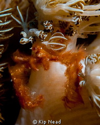 Found this orangutan crab on an anenome in a ripping curr... by Kip Nead 